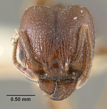 Media type: image;   Entomology 20687 Aspect: head frontal view